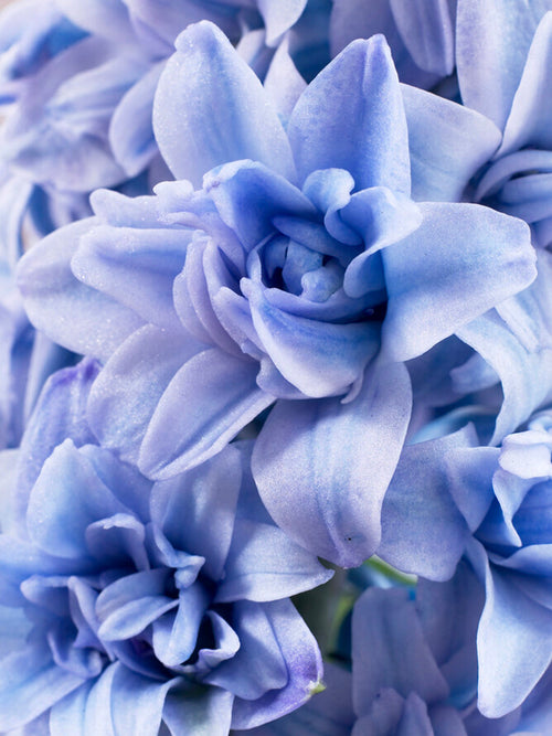 Hyacinth Bulbs Blue Tango