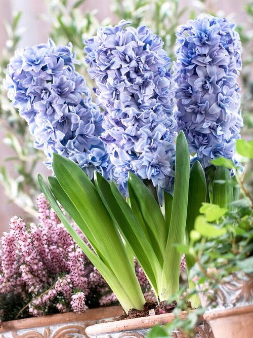 Hyacinths Blue Tango
