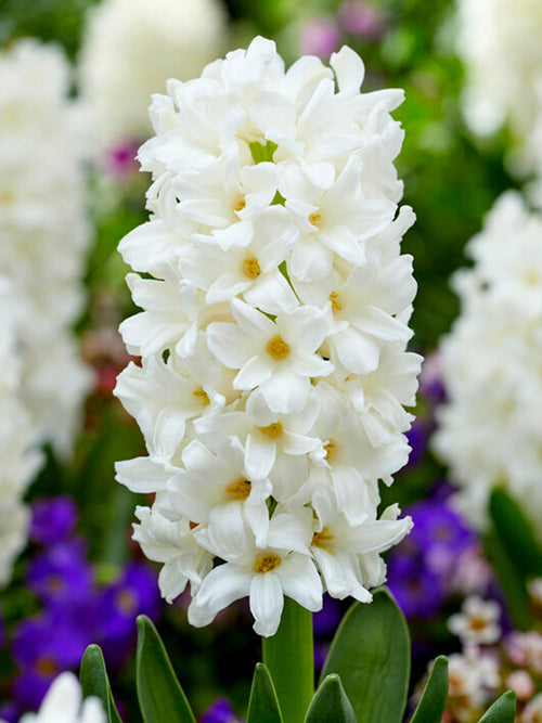 Hyacinth Carnegie White Flower Bulbs UK