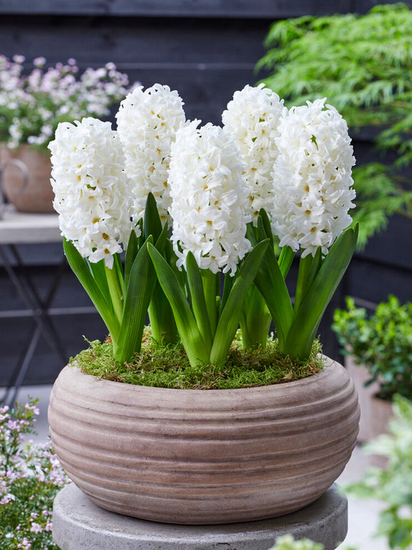 White Hyacinths Carnegie Flower Bulbs for Autumn Planting