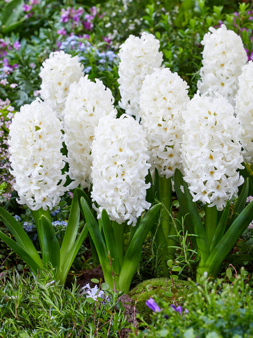Hyacinths Carnegie White Flower Bulbs