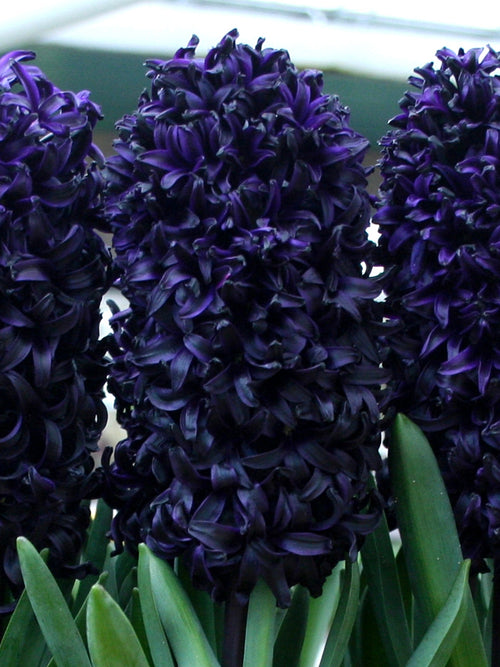 Hyacinth Dark Dimension Bulbs