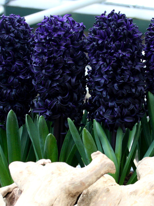 Hyacinth Dark Dimension Bulbs