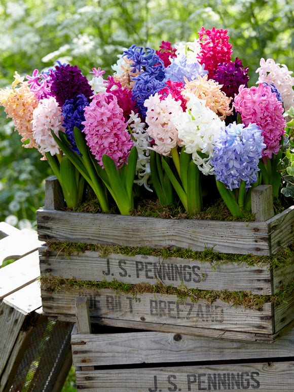 Mixed colored hyacinths