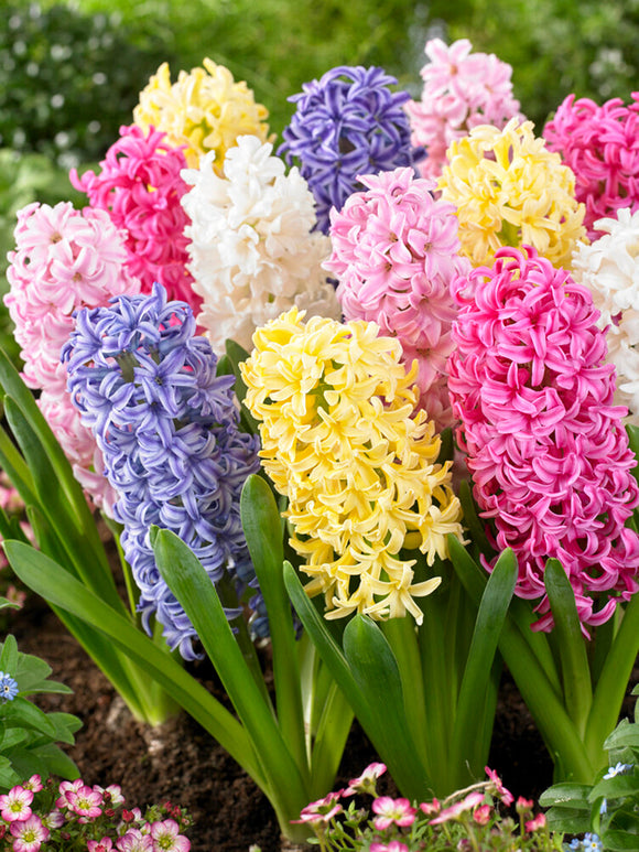 Hyacinth Mixed Colors