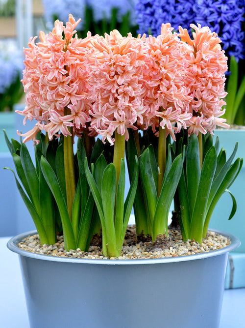 Orange and Salmon Flower Bulbs Hyacinth Gipsy Queen