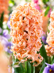 Hyacinth Gipsy Queen