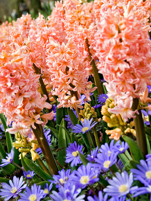 Gipsy Queen hyacinth Flower Bulbs Salmon