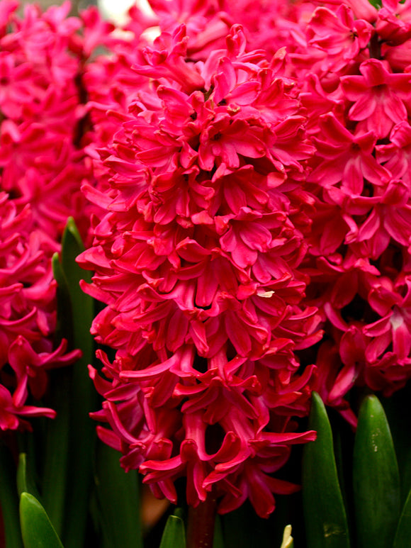 Red Hyacinths