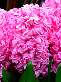 Hyacinth Pink Pearl