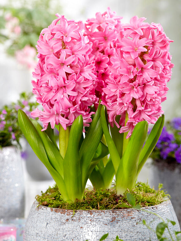 Pink Pearl Hyacinths Flower Bulbs United Kingdom