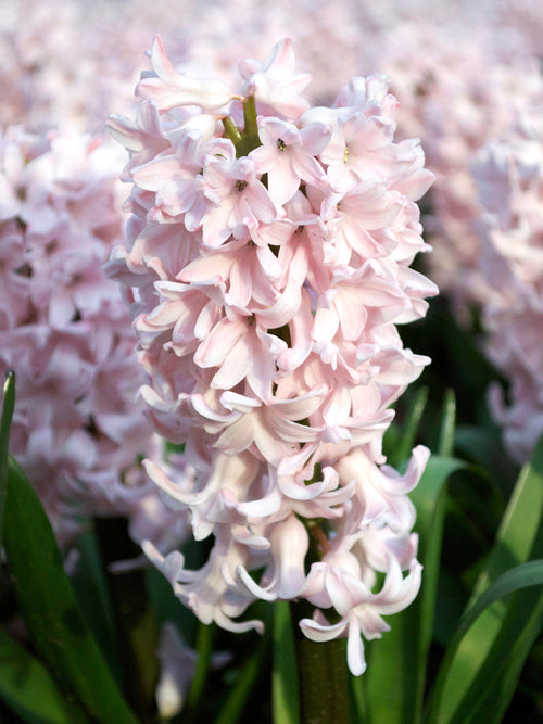 Hyacinth Flower Bulbs Pink Surprise UK