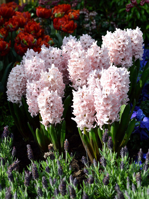 Light Pink Hyacinths Flower Bulbs United Kingdom