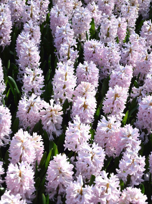 Pink Surprise Hyacinth Flower Bulbs