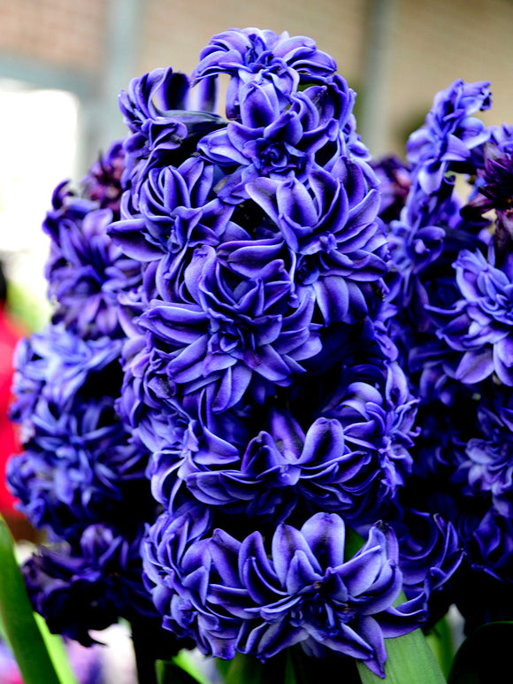 Double Hyacinth Royal Navy Dark Blooms Double Florets