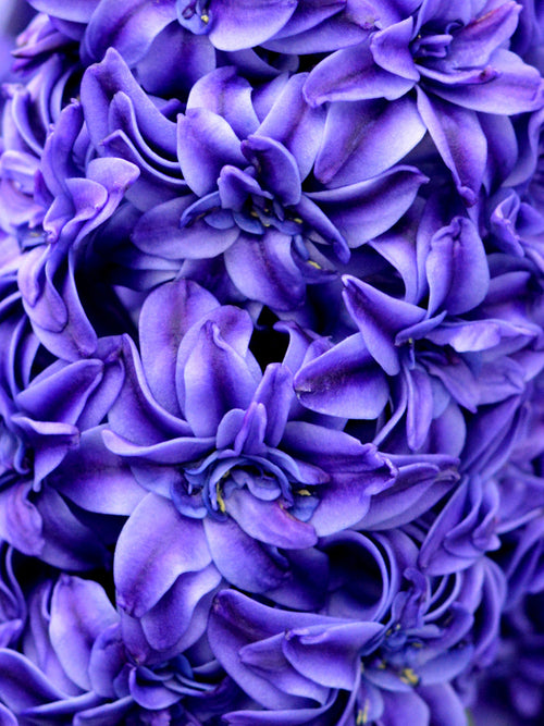 Hyacinths Royal Navy