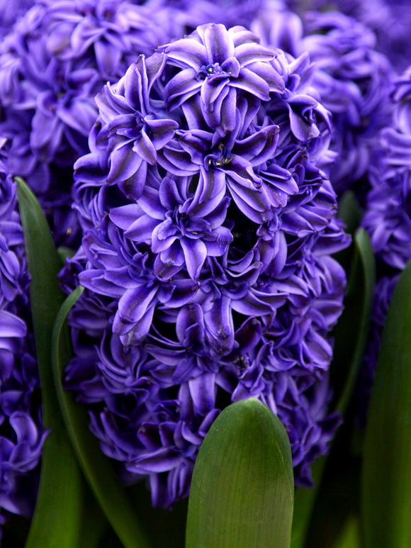 Royal Navy Hyacinth Flower Bulbs