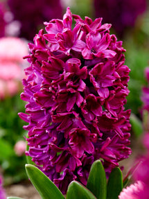 Hyacinth Woodstock