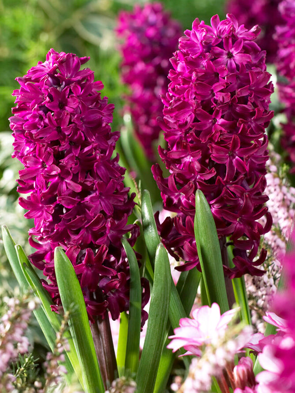 Purple Bulbs Hyacinth Woodstock