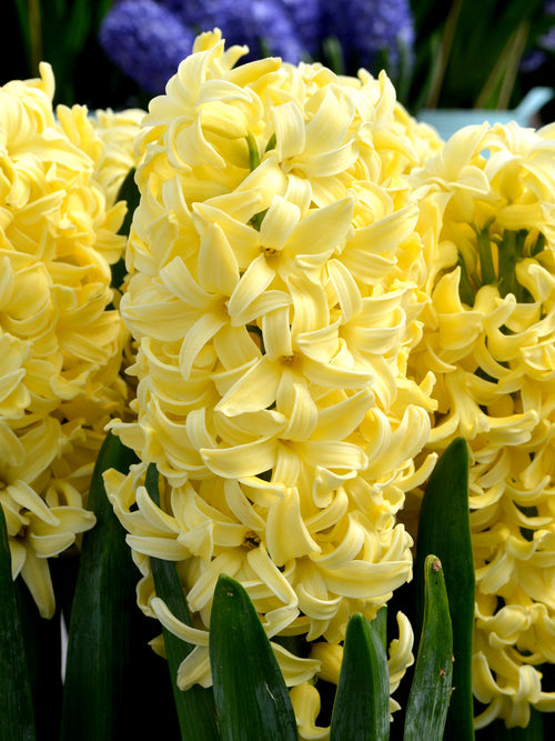 Hyacinth Yellow Queen Flower Bulbs UK delivery