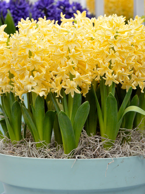 Yellow Hyacinth Flower Bulbs - Hyacinth Bulbs from Holland