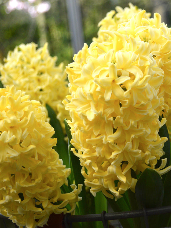 Yellow Hyacinth Queen Flower Bulbs