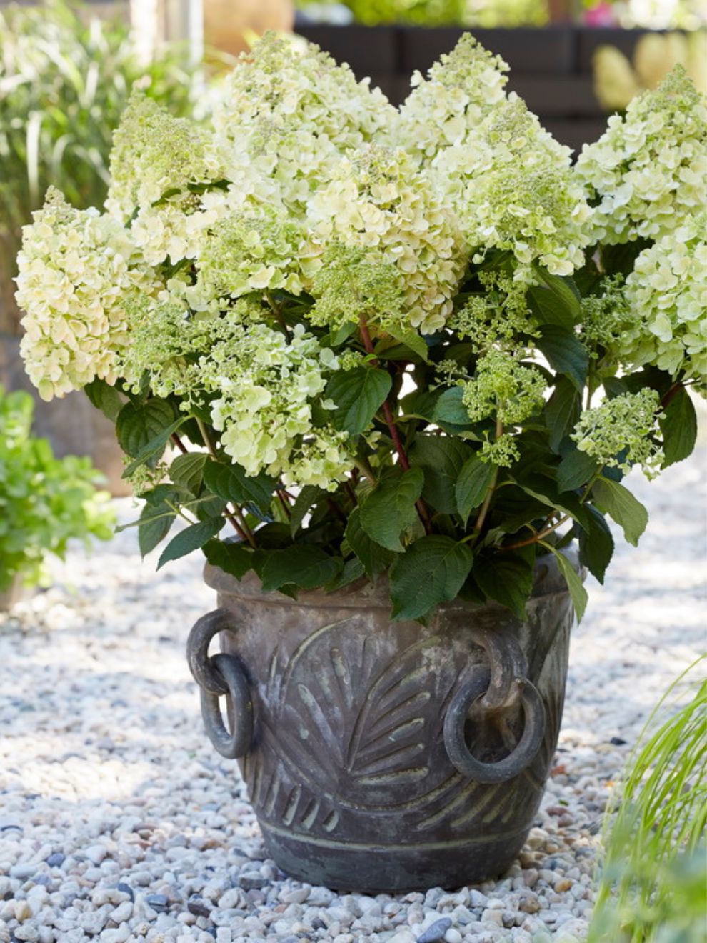 Happy Hydrangea Hydrangea 'Bee Happy' - Bare Root Hortensia | DutchGrown™