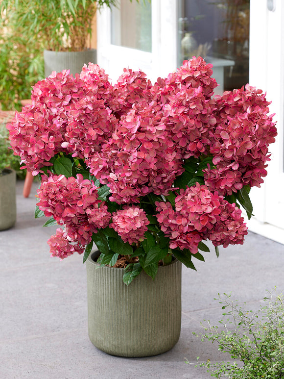 Bare-root Hydrangea Bonfire plant from DutchGrown