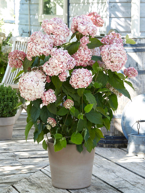Bare-root Hydrangea Candybelle Bubblegum from DutchGrown