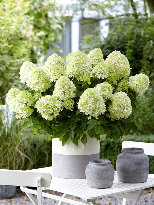 Bare-root Hydrangea Little Spooky from DutchGrown