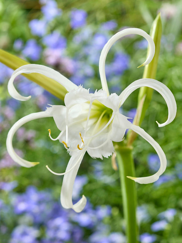 Hymenocallis Festalis ‘Zwanenburg’ white Peruvian Daffodil in bloom