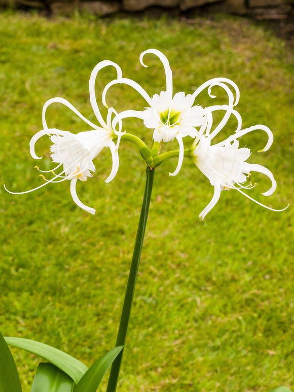 Hymenocallis Zwanenburg flowering in patio pot