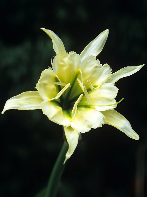 White star-shaped Spider Lily flowers in garden