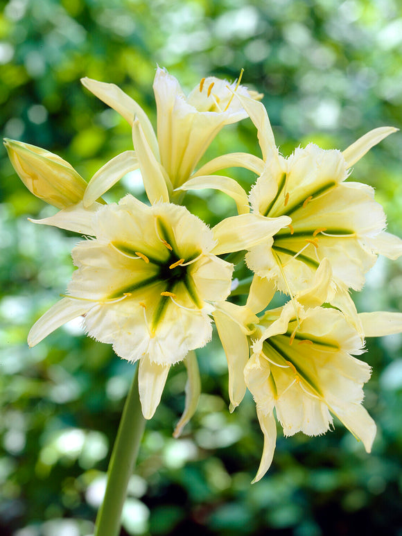 Close-up of Hymenocallis Festalis Zwanenburg flower with frilled centre