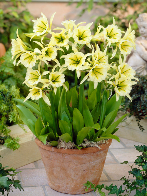 Hymenocallis Zwanenburg flowering in a sunny patio pot