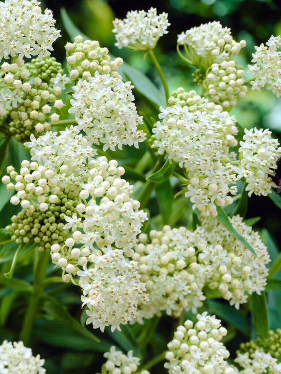 Asclepias (Swamp Milkweed) Ice Ballet