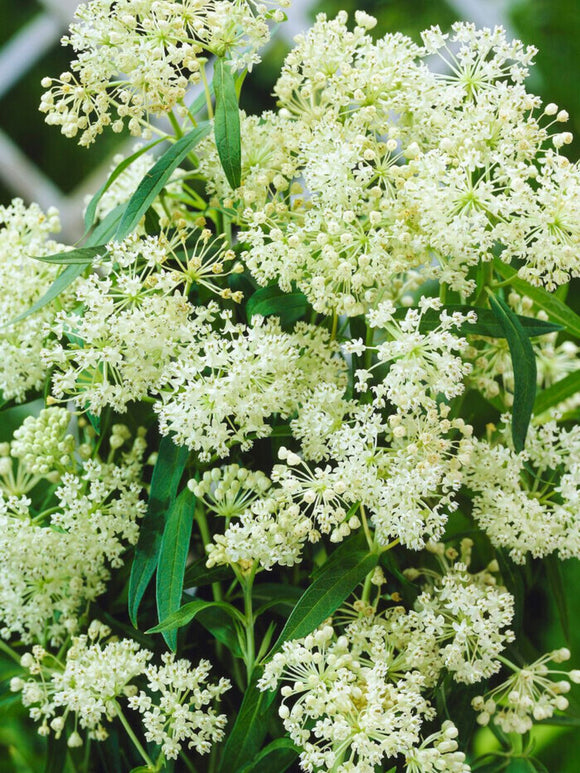 Asclepias (Swamp Milkweed) Ice Ballet bare roots from Holland