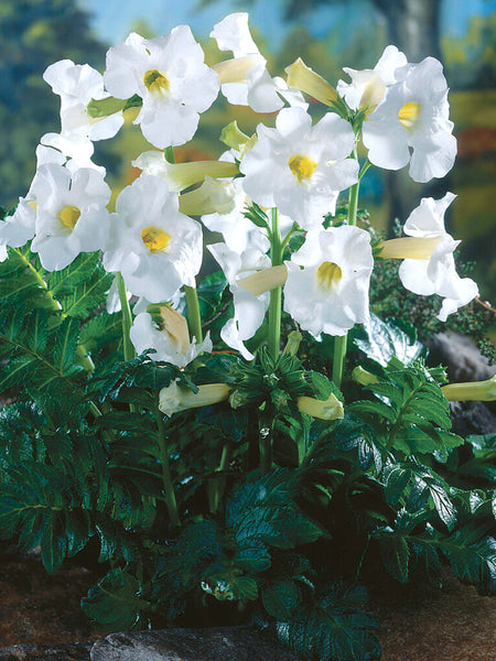 Incarvillea Delavayi Snowtop (Hardy Gloxinia) | DutchGrown™