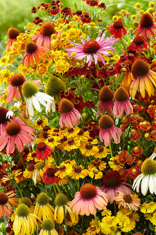 Indian Summer Mix - Coneflower and Hellenium mix