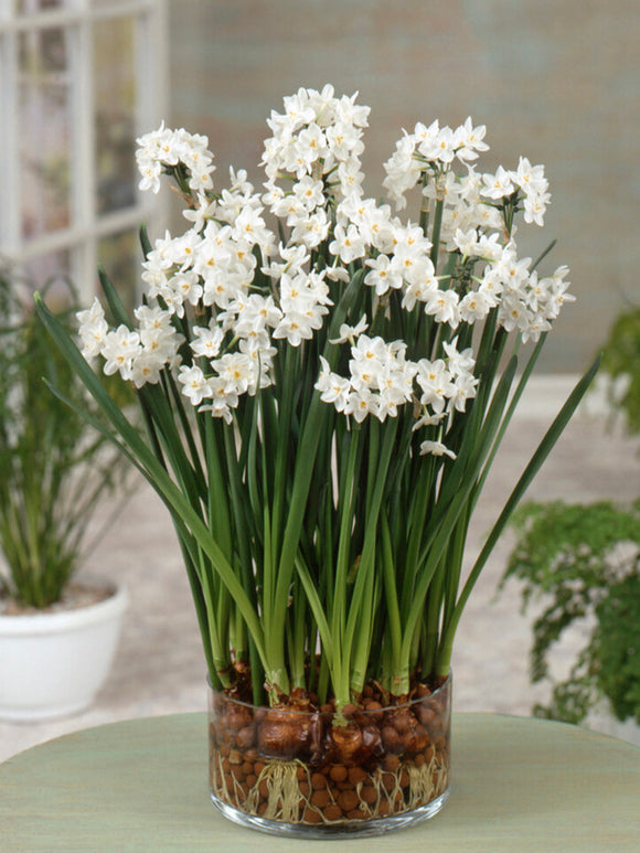 Fragrant Paperwhite Bulbs from the Farm - Holiday Flowers