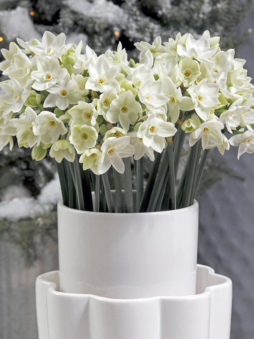 Indoor Narcissus for the Holidays, Paperwhite Narcissus Bulbs