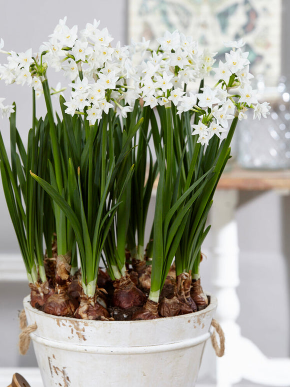 Indoor Narcissus Paperwhites - Indoor Blooms for the Holidays