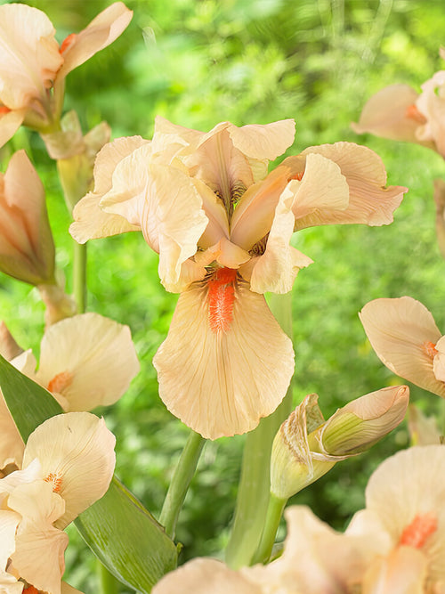 Iris Germanica Apricot Silk - Reblooming Iris for EU shipping