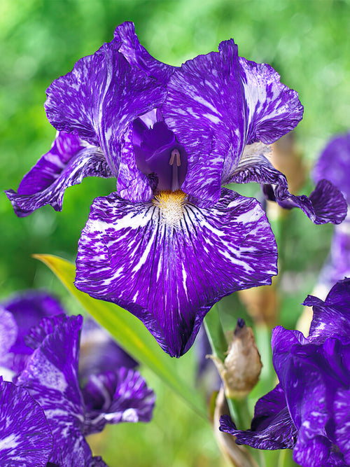 Iris Germanica Batik bare roots for EU shipping in spring