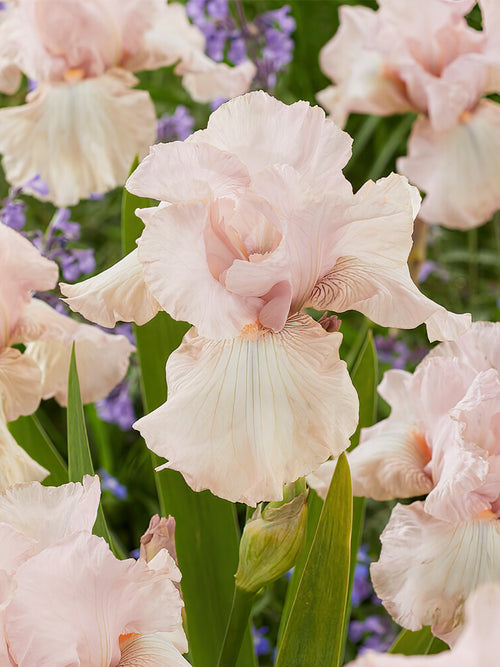 Iris Germanica Cherished bare roots for shipping to Europe in spring