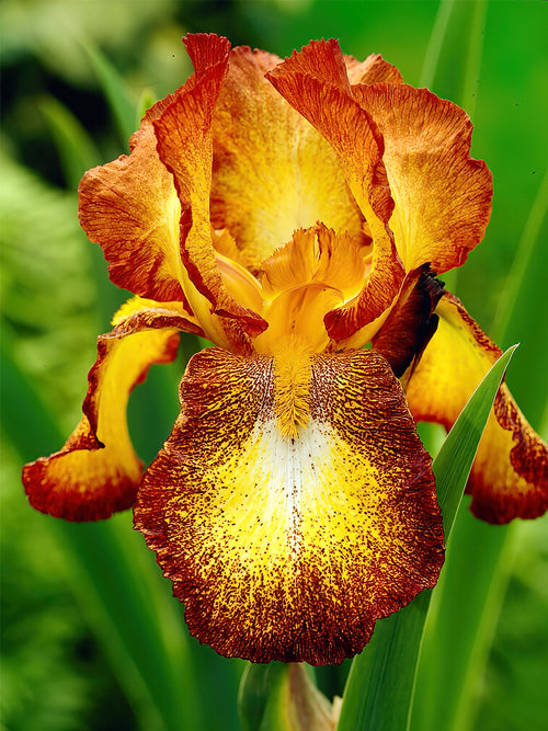 Buy Iris Germanica Spreckles - Europe Shipping