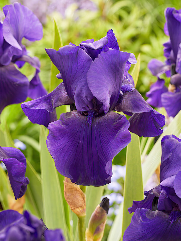 Iris Germanica Superstition spring planted iris roots from Holland