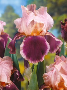Bearded Iris Wine and Roses