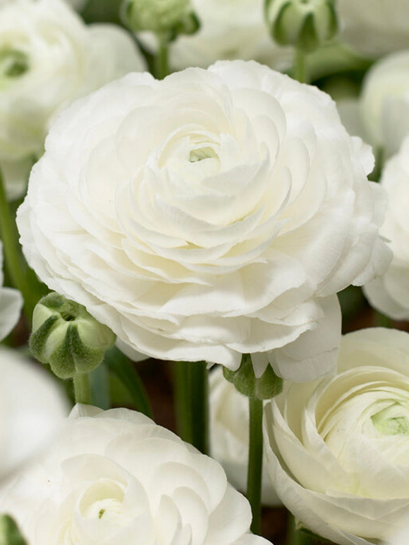 Buy Italian Ranunculus Elegance Bianco