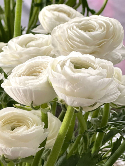 Italian Ranunculus Elegance Bianco bulbs for shipping to Europe